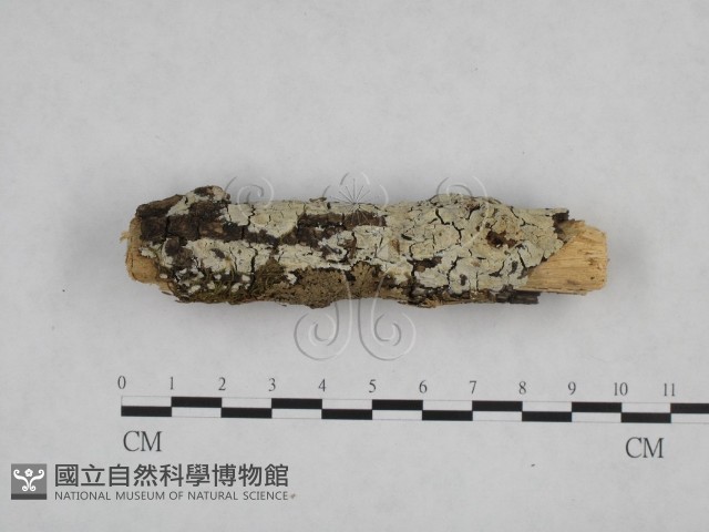 登錄號:F0003923藏品圖，第1張