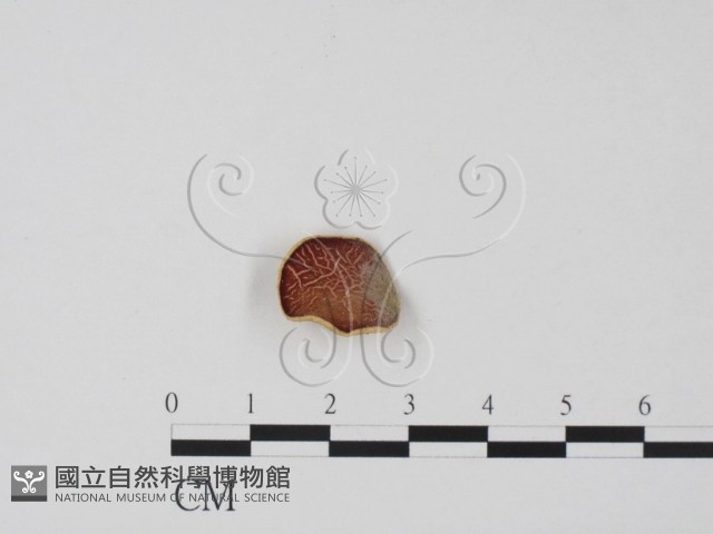 登錄號:F0013923藏品圖，第1張