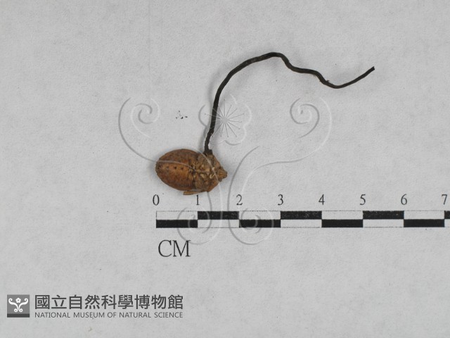 登錄號:F0028623藏品圖，第1張