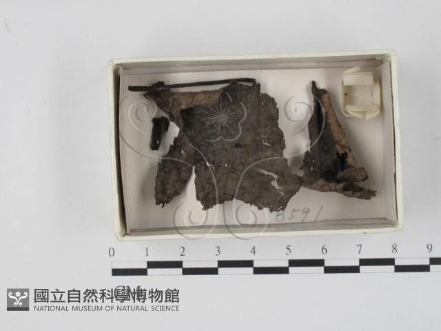 登錄號:F0018623藏品圖，第1張