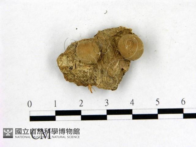 登錄號:F0000623藏品圖，第1張