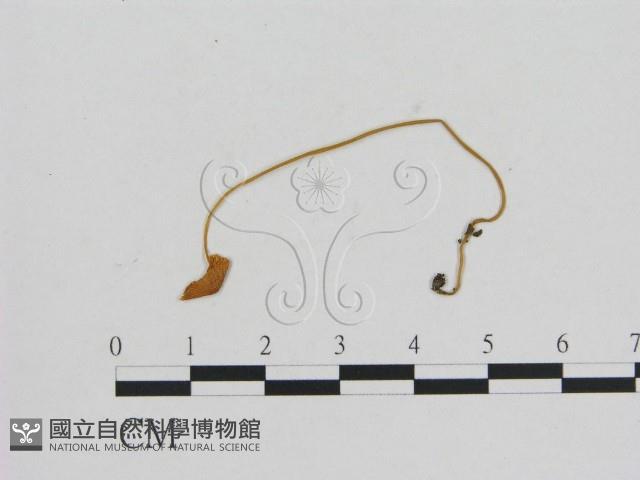 小菇屬藏品圖，第1張