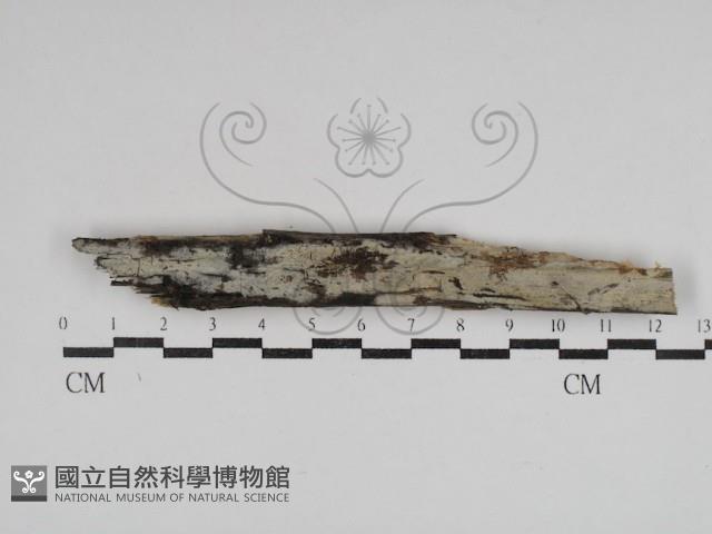 登錄號:F0030623藏品圖，第1張