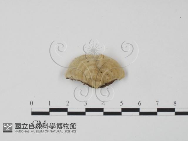 登錄號:F0006623藏品圖，第1張