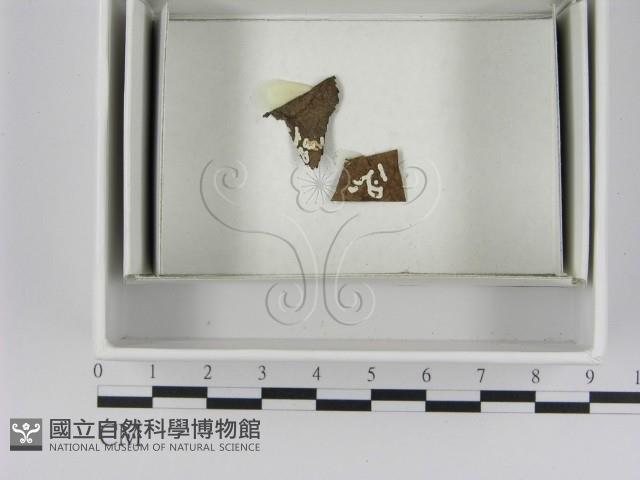 登錄號:F0021623藏品圖，第1張