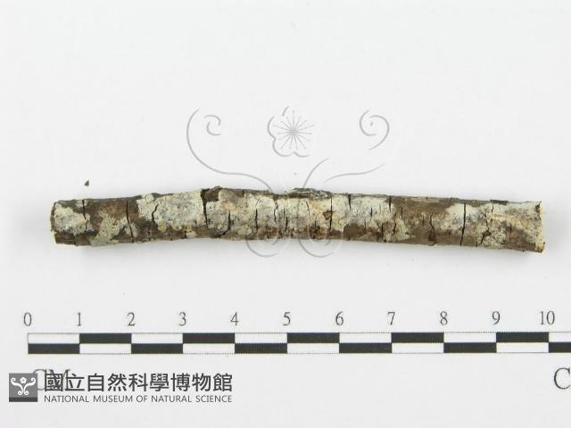 齒耳菌屬藏品圖，第1張