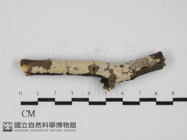 雲南無扣菌藏品圖，第1張
