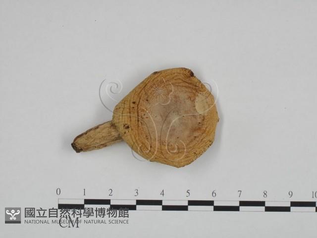 登錄號:F0024623藏品圖，第1張