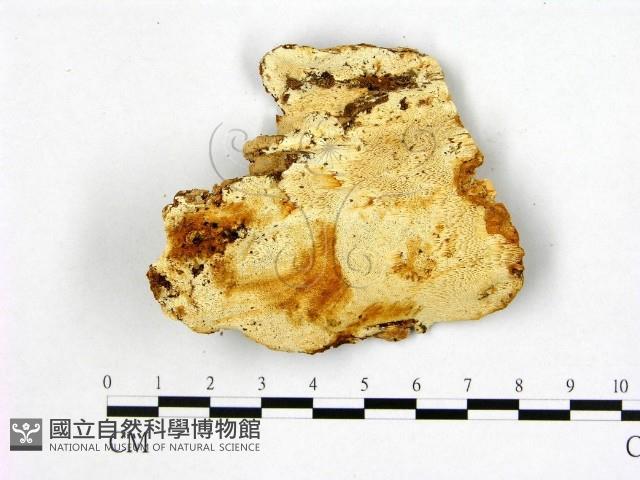 登錄號:F0004623藏品圖，第1張