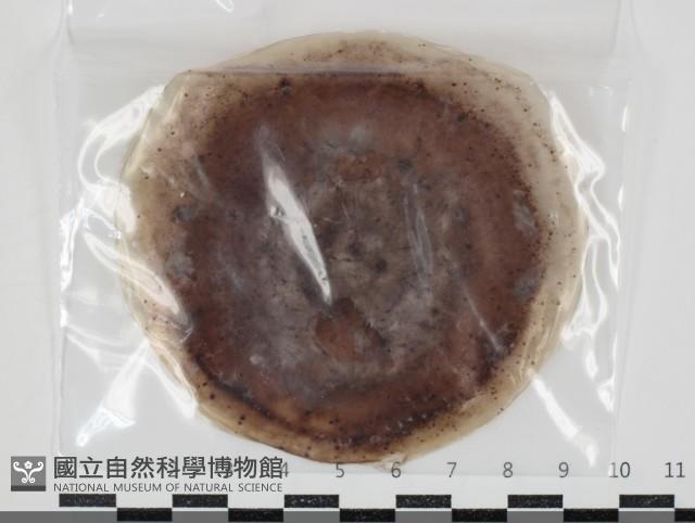 登錄號:F0034623藏品圖，第1張