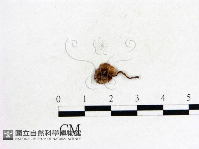 登錄號:F0002623藏品圖，第1張