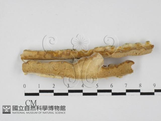 登錄號:F0027623藏品圖，第1張