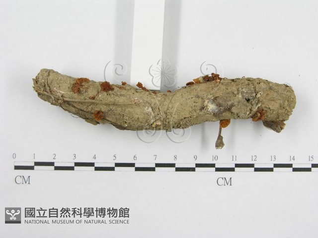微皮傘屬藏品圖，第1張