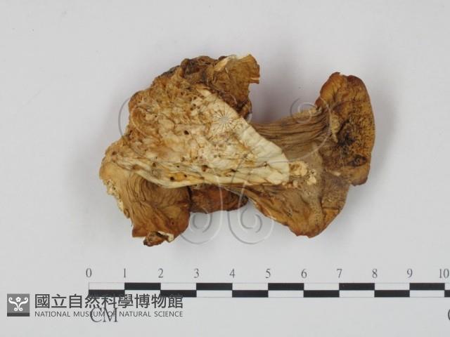 登錄號:F0017623藏品圖，第1張