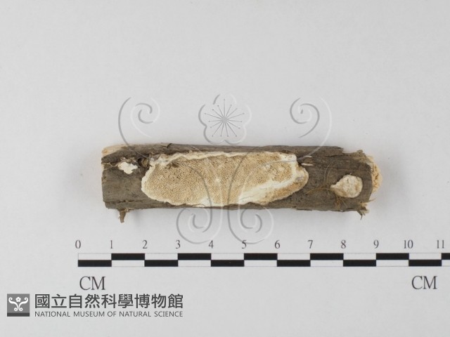 登錄號:F0025623藏品圖，第1張