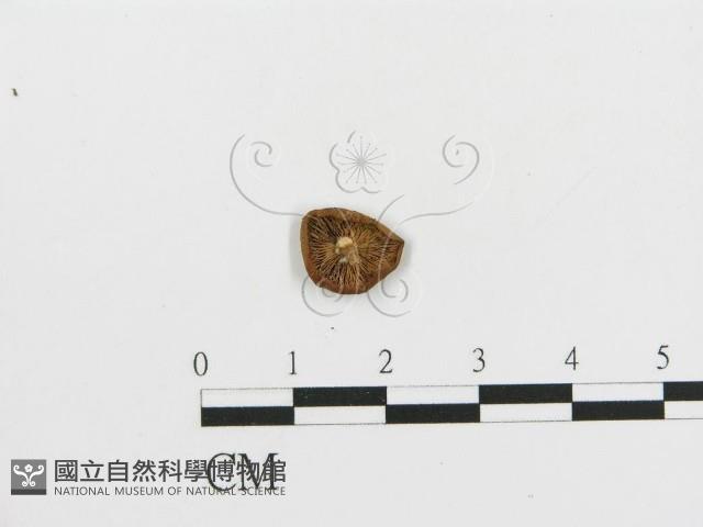 登錄號:F0005623藏品圖，第1張