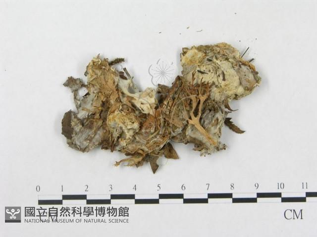登錄號:F0015623藏品圖，第1張