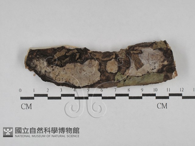 多年臥孔菌屬藏品圖，第1張