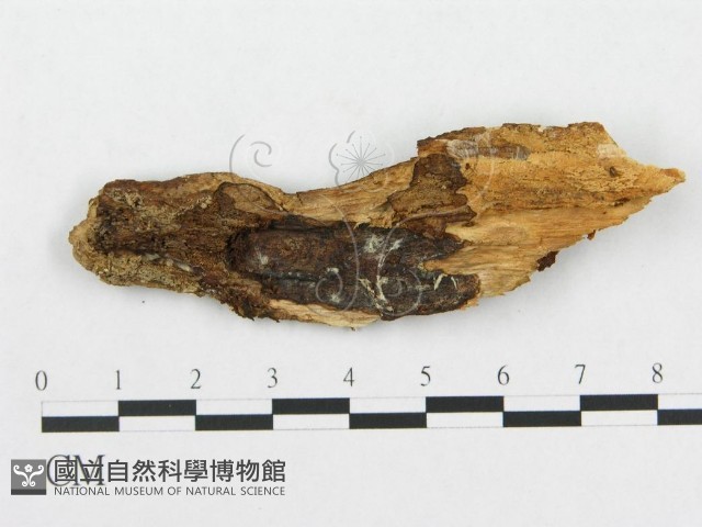 登錄號:F0009623藏品圖，第1張