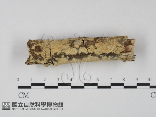 登錄號:F0023623藏品圖，第1張