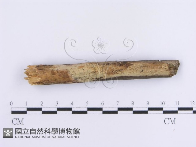 登錄號:F0013623藏品圖，第1張