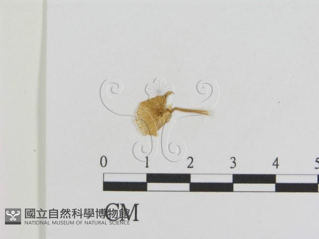 登錄號:F0008423藏品圖，第1張