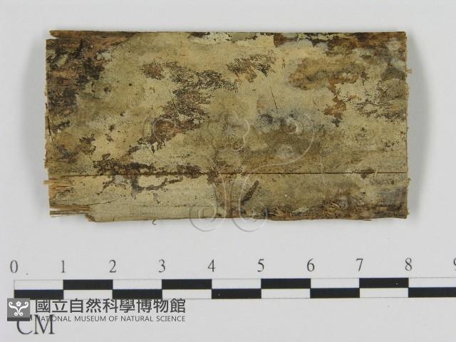絲齒菌屬藏品圖，第1張