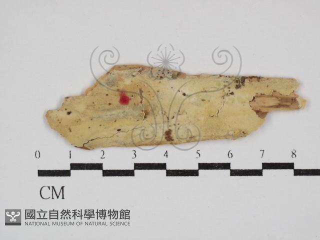 登錄號:F0030423藏品圖，第1張