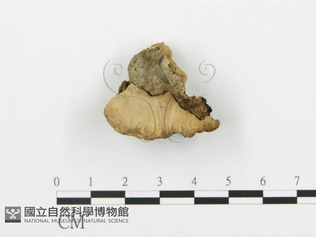 登錄號:F0006423藏品圖，第1張