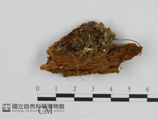 小菇屬藏品圖，第1張