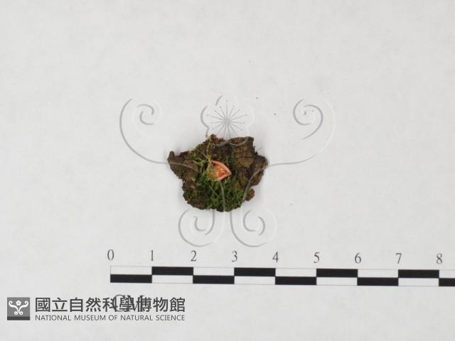 登錄號:F0021423藏品圖，第1張