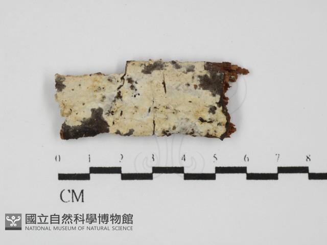 登錄號:F0031423藏品圖，第1張