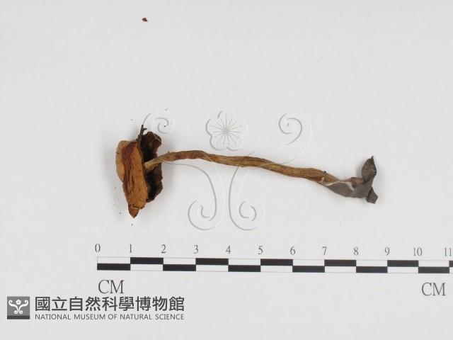 登錄號:F0024423藏品圖，第1張