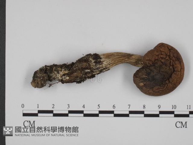 登錄號:F0004423藏品圖，第1張