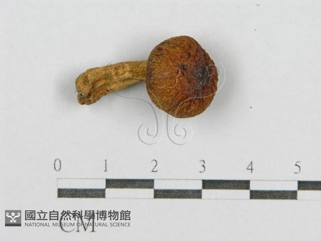 登錄號:F0014423藏品圖，第1張