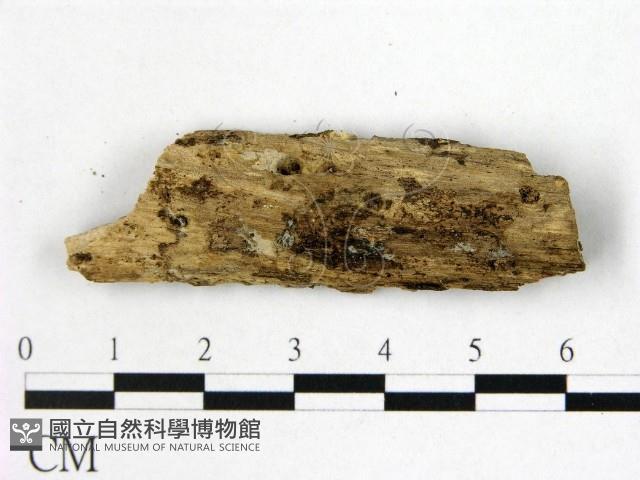 登錄號:F0022423藏品圖，第1張
