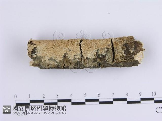 齒耳菌屬藏品圖，第1張