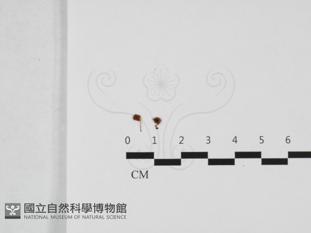 登錄號:F0032423藏品圖，第1張