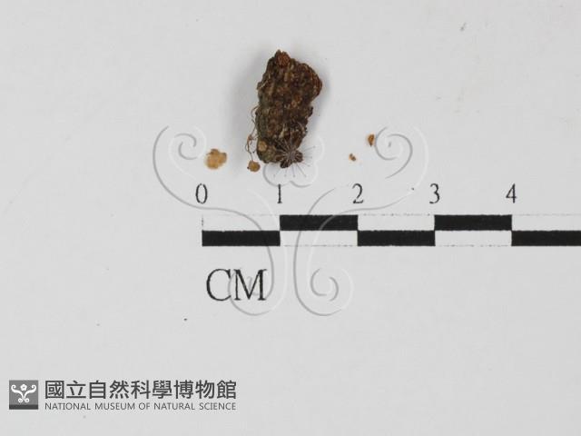 登錄號:F0027423藏品圖，第1張