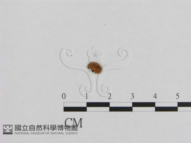 登錄號:F0007423藏品圖，第1張