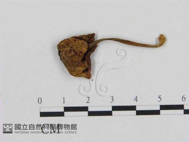 登錄號:F0005423藏品圖，第1張