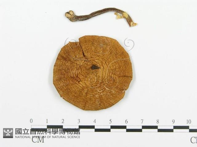 登錄號:F0009423藏品圖，第1張