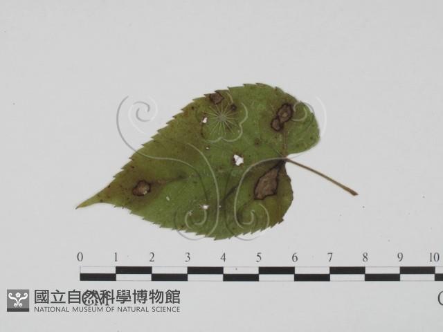 登錄號:F0019423藏品圖，第1張