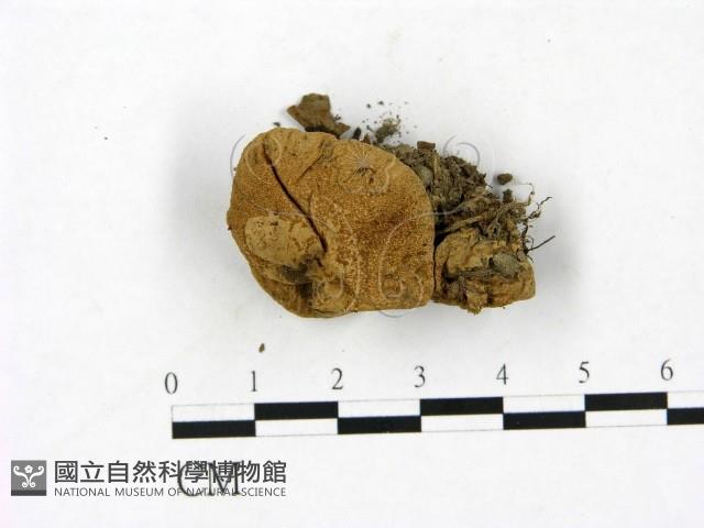 登錄號:F0023423藏品圖，第1張