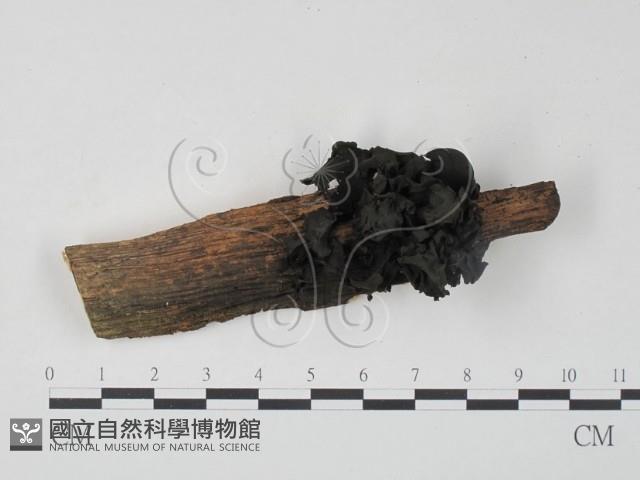 銀耳屬藏品圖，第1張