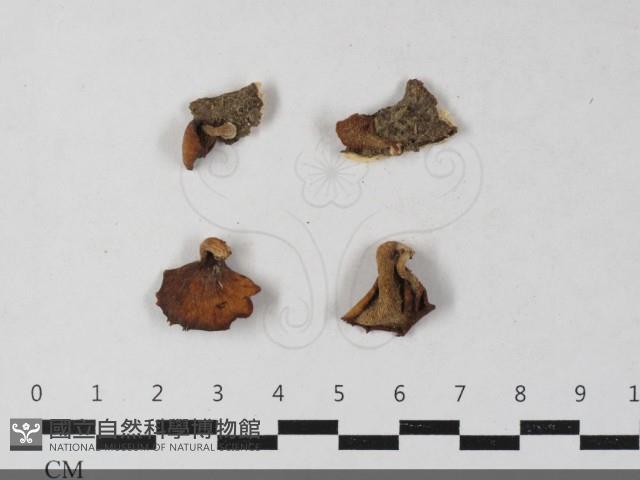 登錄號:F0033423藏品圖，第1張