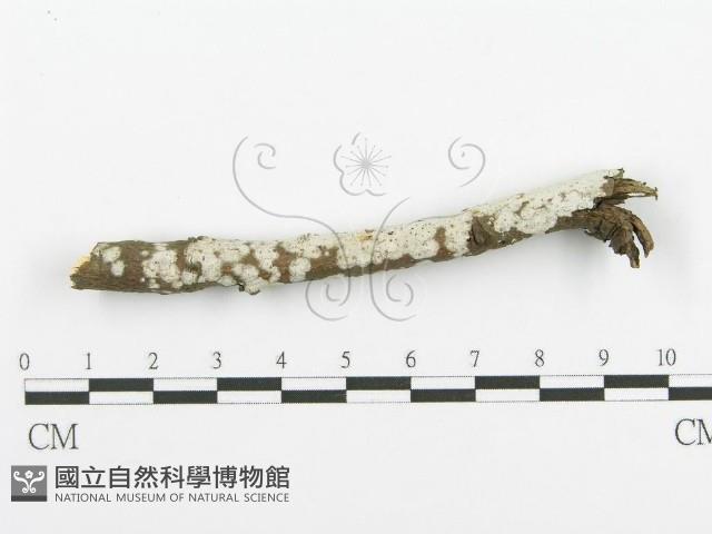 登錄號:F0018723藏品圖，第1張
