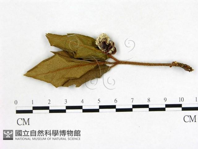 登錄號:F0020723藏品圖，第1張
