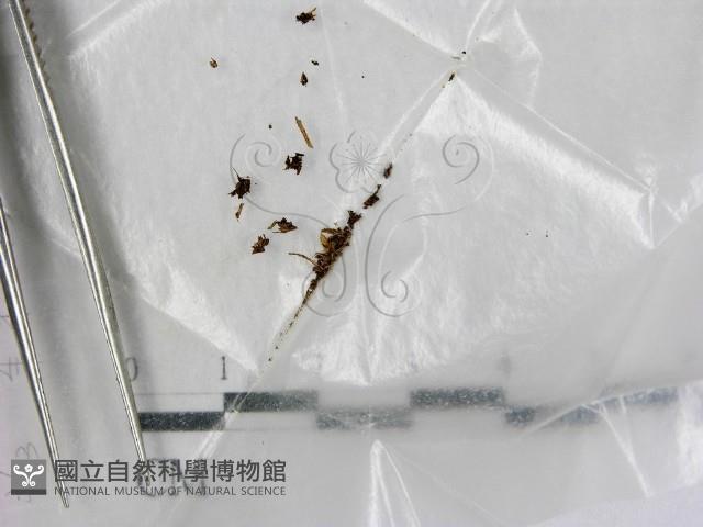 登錄號:F0000723藏品圖，第1張