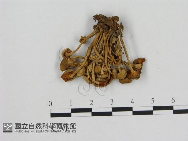 小菇屬藏品圖，第1張